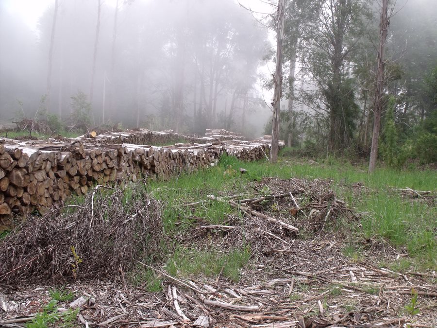 Invitan a lanzamiento de proyecto “Modernizando el negocio de la leña”