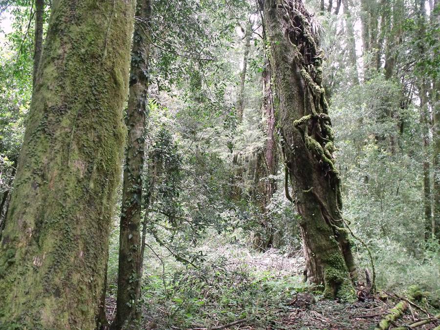 Ministerio de Agricultura nombra  miembro del Consejo Consultivo del Bosque Nativo a académico de la UACh
