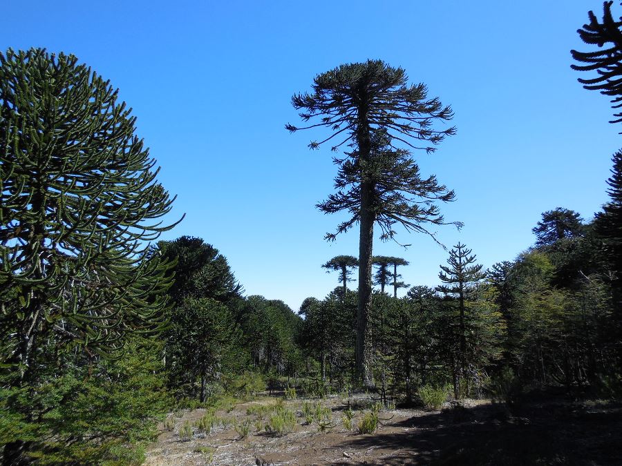 Expertos afirman que la conservación de bosques de araucaria parte con un manejo y conocimiento adecuado de estos ecosistemas