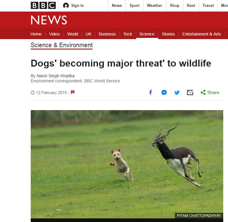 Dogs' becoming major threat' to wildlife