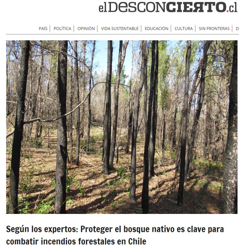 Según los expertos: Proteger el bosque nativo es clave para combatir incendios forestales en Chile