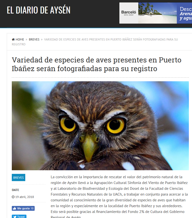 Variedad de especies de aves presentes en Puerto Ibáñez serán fotografiadas para su registro