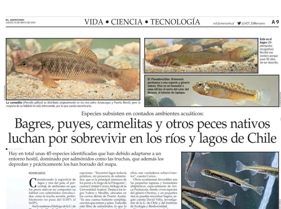Bagres, puyes, carmelitas y otros peces nativos luchan por sobrevivir en los ríos y lagos de Chile