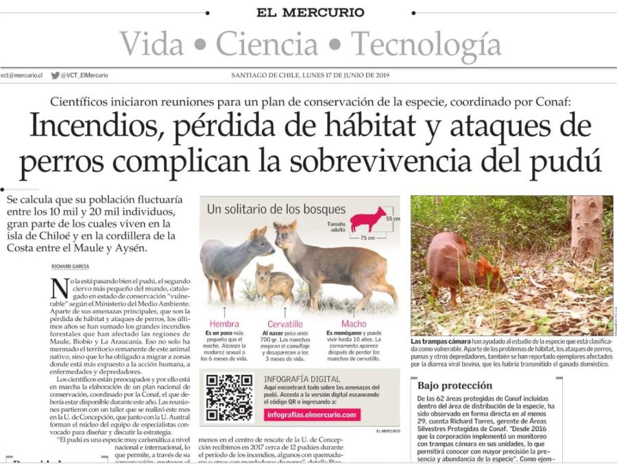 Incendios, pérdida de hábitat y ataques de perros complican la sobrevivencia del pudú