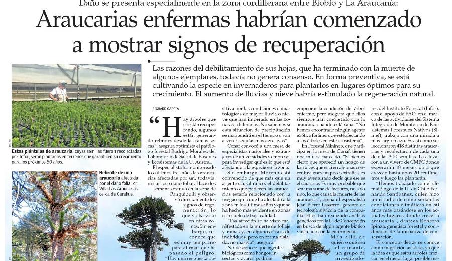 Araucarias enfermas habrían comenzado a mostrar signos de recuperación