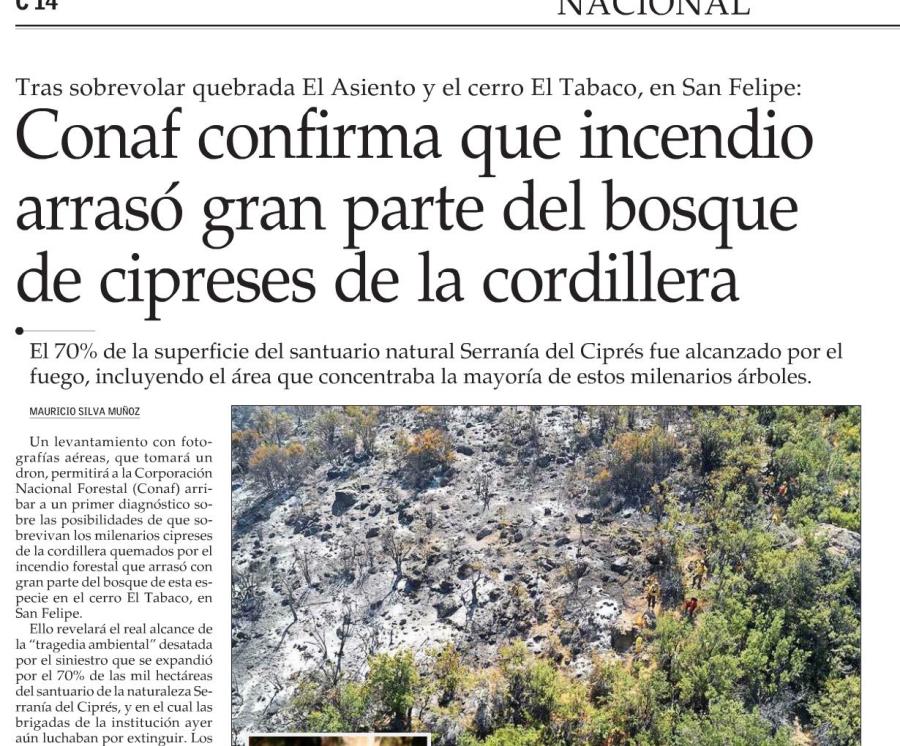 Conaf confirma que incendio arrasó gran parte del bosque cipreses de la cordillera