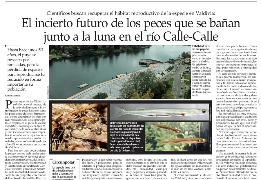 El incierto futuro de los peces que se bañan junto a la luna en el río Calle-Calle