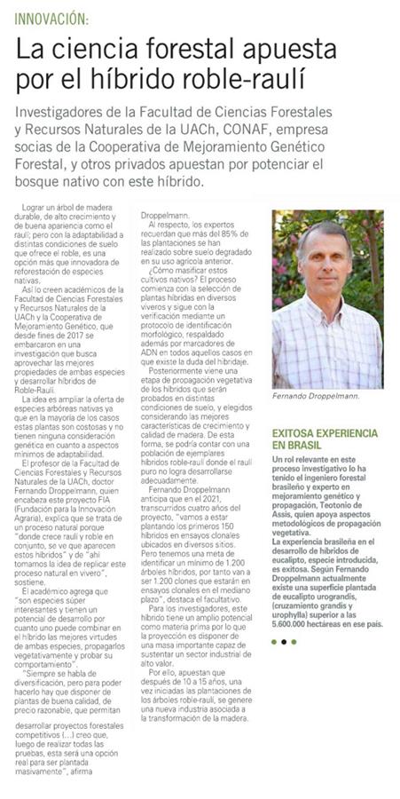 La ciencia forestal apuesta por el híbrido roble-raulí