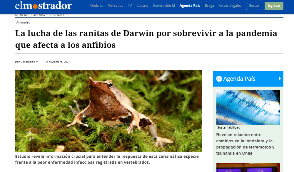 La lucha de las ranitas de Darwin por sobrevivir a pandemia