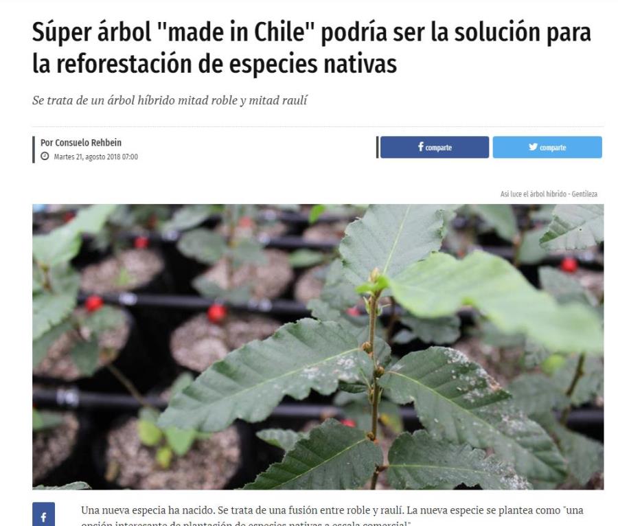 Súper árbol 