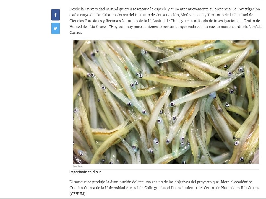 Puye: el pez que brilla en Nueva Zelanda quiere volver a estar en los ríos chilenos