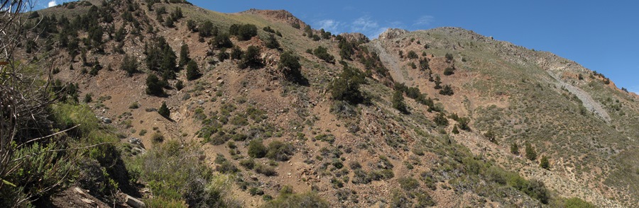 Cronologías de árboles dan cuenta del período más seco de los últimos mil años