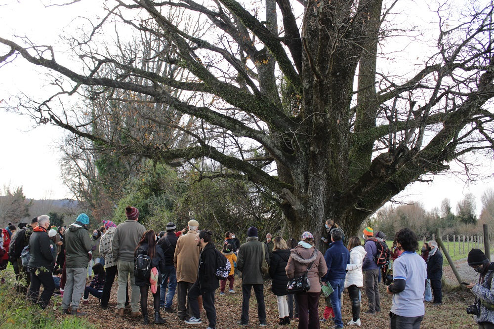 Árboles con historia: lanzan proyecto Fondart que rescata un patrimonio natural