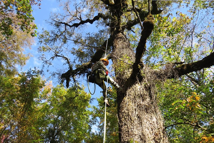Tesis de Magíster evalúa el rol ecológico de grandes robles de la ciudad de Valdivia