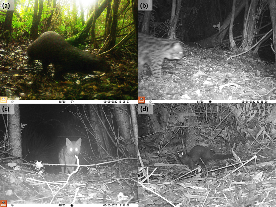 Fauna silvestre en las ciudades durante la pandemia ¿consecuencia de la antropausa?