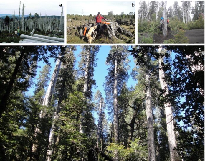 Los milenarios bosques de alerce: Reservorios gigantes de carbono para mitigar el cambio climático