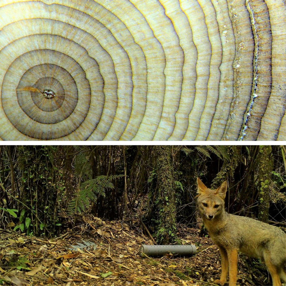 Nuevos proyectos Fondecyt se enfocarán en estudios sobre anillos de congelamiento y presencia de animales silvestres en áreas urbanas
