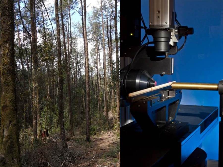 Académicos del Instituto de Bosques y Sociedad se adjudican Proyecto Fondecyt