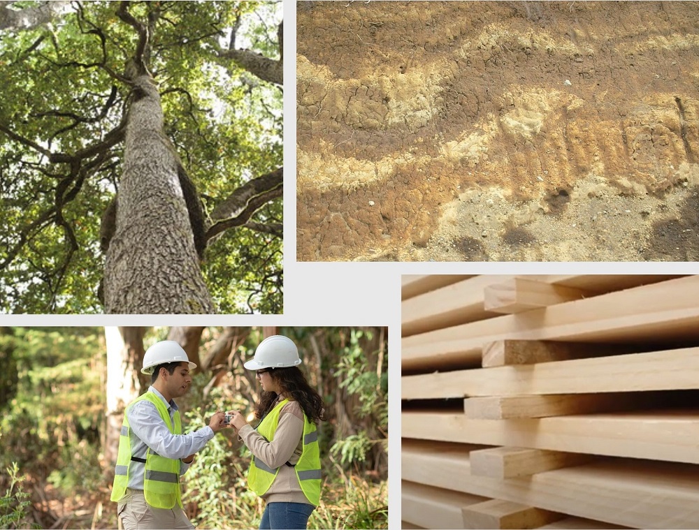 Cómo deben ser las y los ingenieros forestales del futuro
