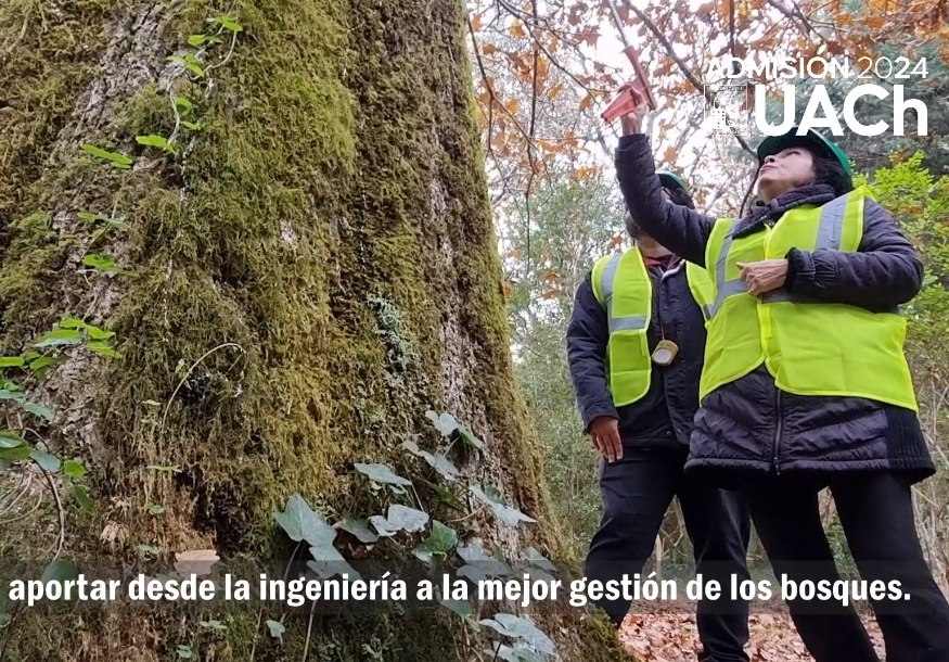 Ingeniería Forestal: Cursa una carrera en un laboratorio natural, combinando teoría y práctica
