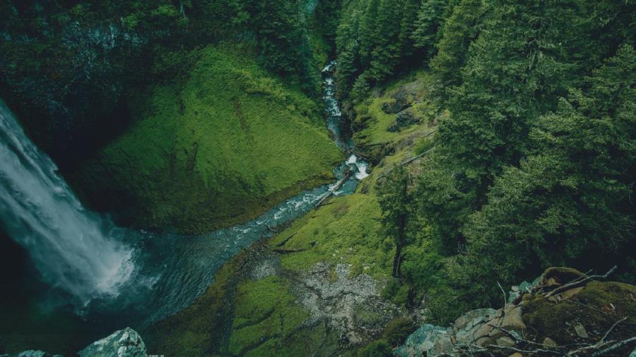 Investigadores y profesionales de todo el mundo se reunirán en Congreso enfocado al bosque y el agua