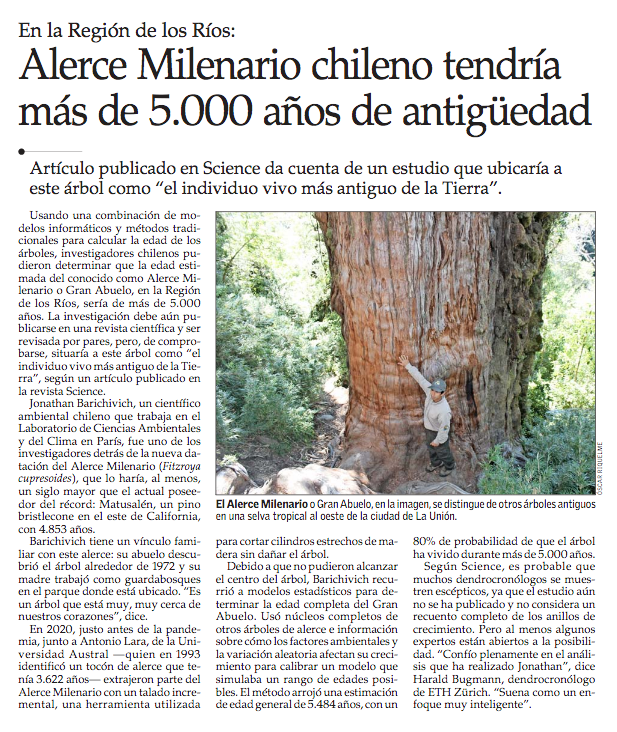 Alerce milenario chileno tendría más de 5 mil años de antiguedad