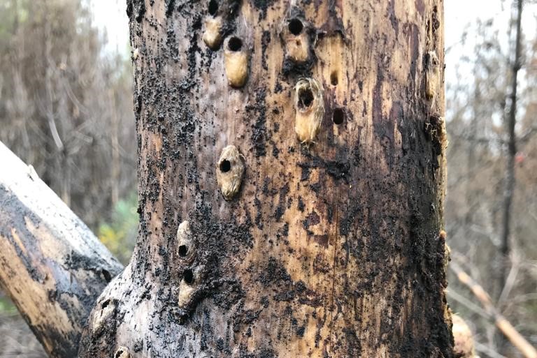 Investigadores del Laboratorio de Salud de Bosques participan de comité técnico de plagas de los pinos