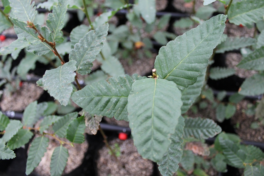 SE SUSPENDE seminario sobre híbridos de roble-raulí