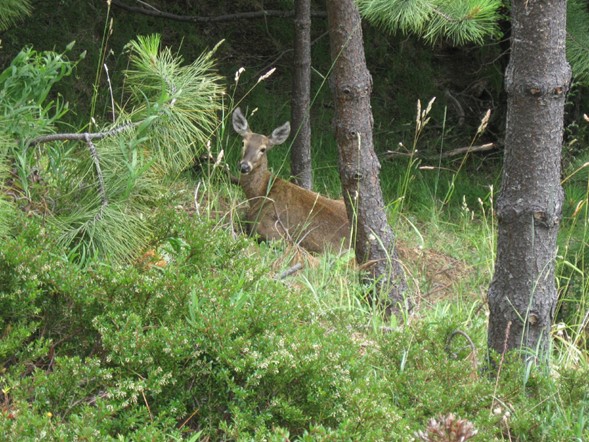 Revista Bosque destaca estudio sobre la presencia de huemules en predios forestales