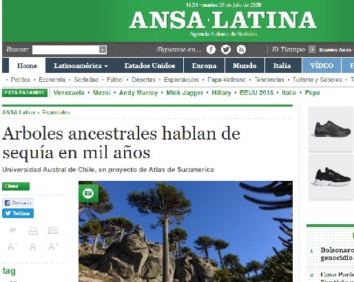 Arboles ancestrales hablan de sequía en mil años