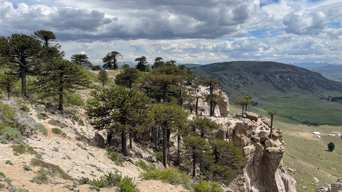 Investigan la dinámica histórica de los bosques de araucaria durante los últimos milenios