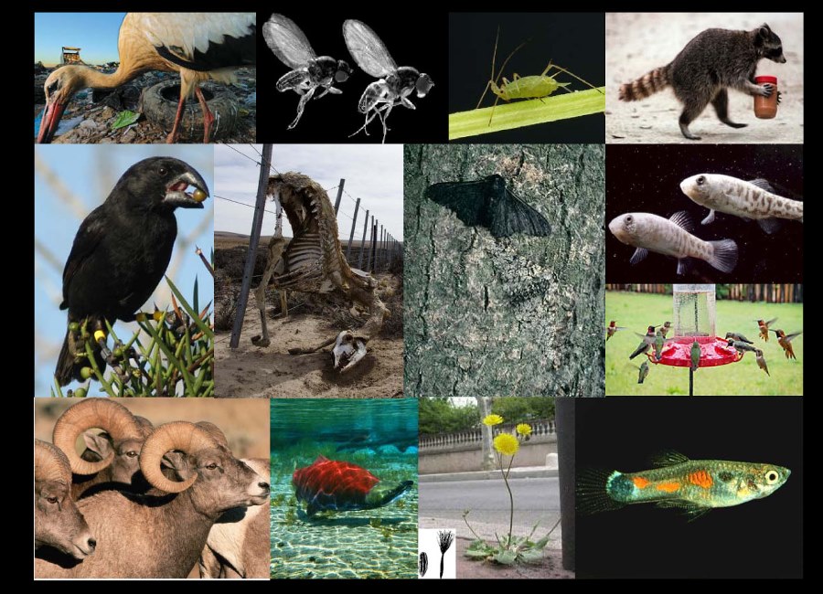 Científicos analizan cómo influye la urbanización en la evolución de las especies
