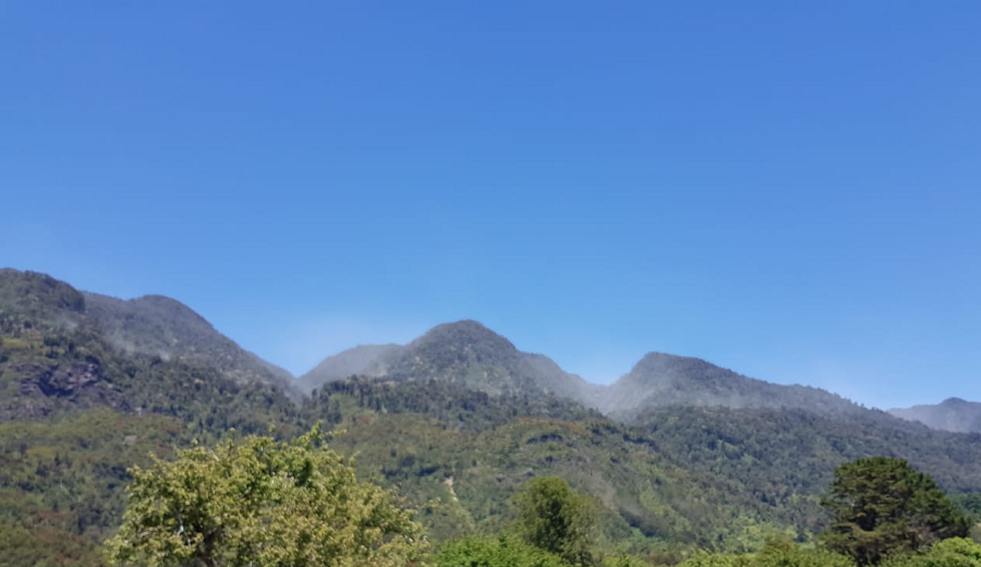 La sorprendente polinización del tineo