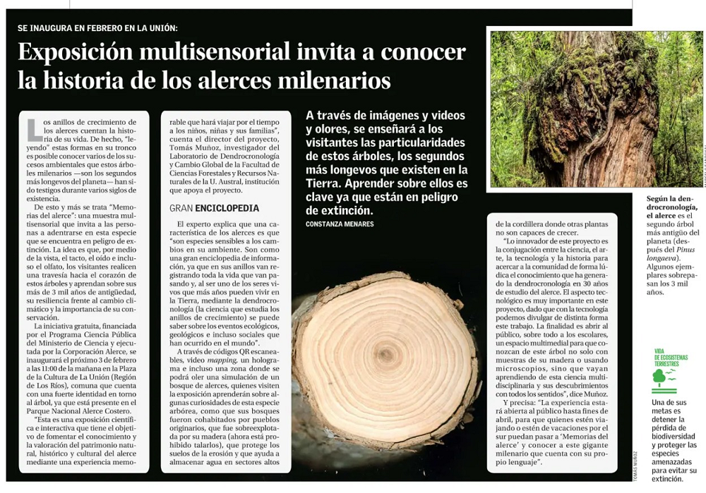 Exposición multisensorial invita a conocer la historia de los alerces milenarios