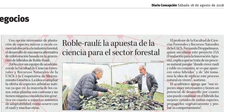 Roble raulí, la apuesta de la ciencia para el sector forestal