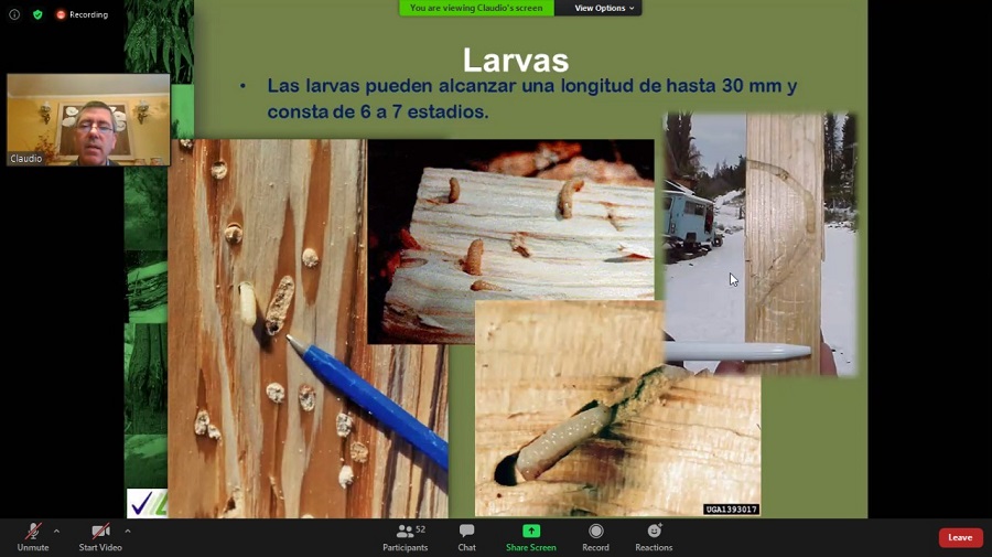 Expertos de la industria forestal presentaron experiencias sobre sanidad de bosques
