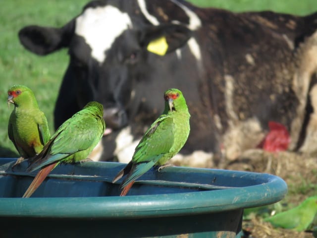 Loros y cultivos: la desafiante coexistencia entre la fauna silvestre y la producción en el centro-sur de Chile