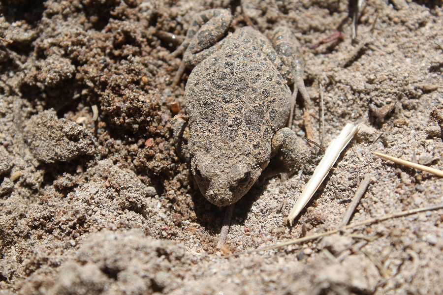 Profesional de la UACh realiza importante hallazgo de sapito de cuatro ojos en el altiplano
