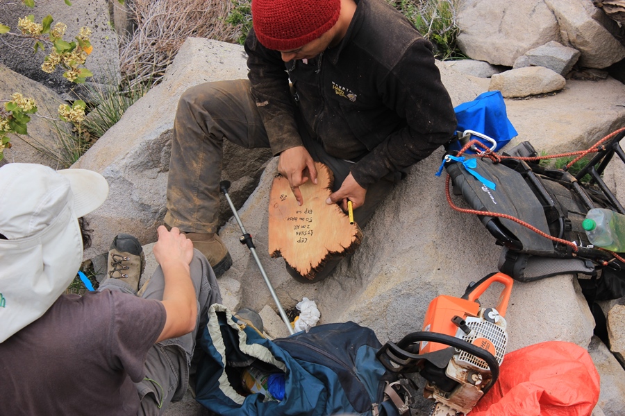 Escolares de Rengo aprenderán sobre cipreses de la cordillera a través de muestra itinerante
