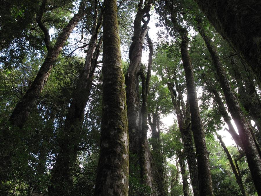 Ranking QS World University ubica áreas de  Agronomía y Forestal entre las mejores a nivel mundial