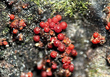 Estudio aporta evidencia experimental sobre comportamiento oportunista de hongo patógeno que afecta a Pinus radiata
