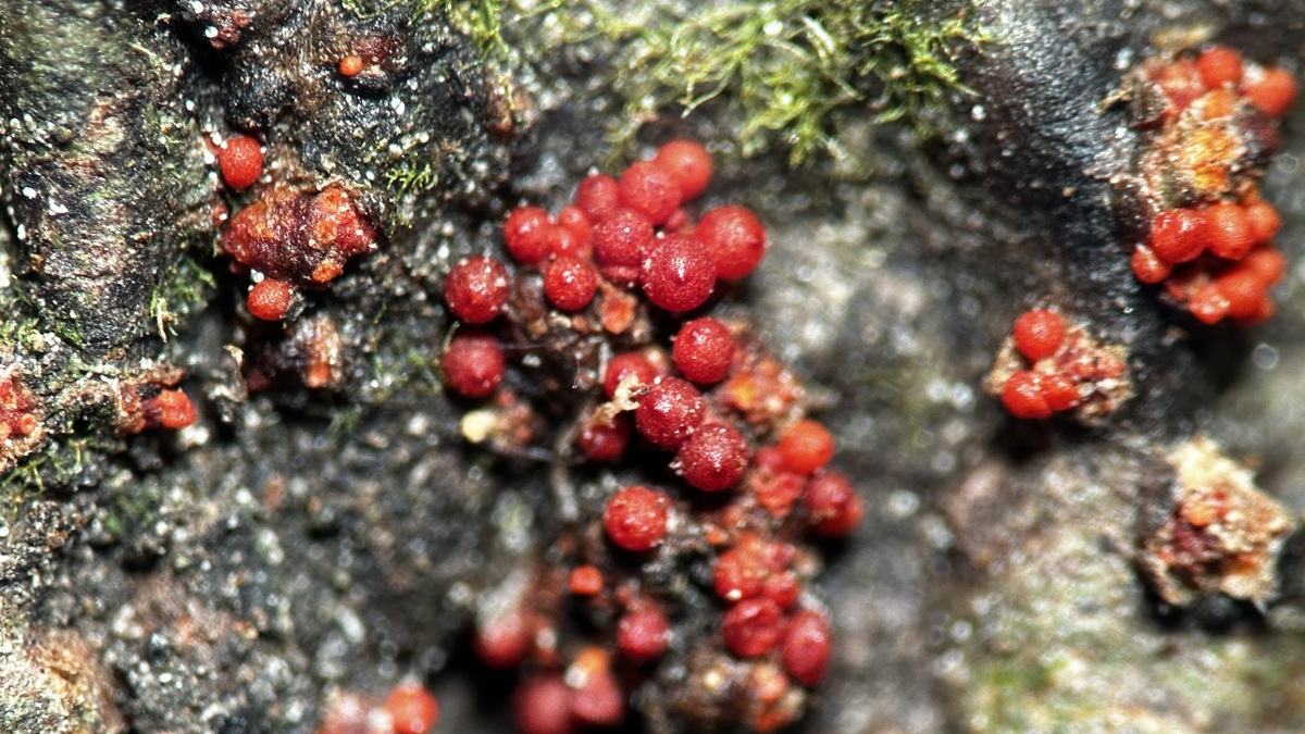 Estudio aporta evidencia experimental sobre comportamiento oportunista de hongo patógeno que afecta a Pinus radiata