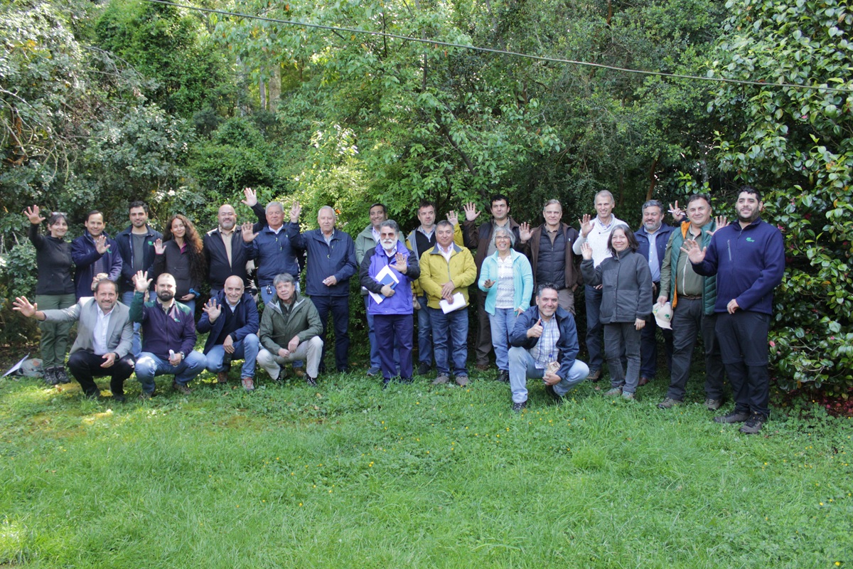 Finaliza exitoso proyecto que generó árboles híbridos de roble-raulí para diversificar la industria forestal