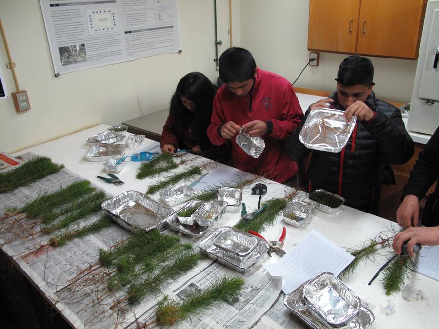 Estudiantes PACE participaron en talleres del área Silvoagropecuaria en la UACh