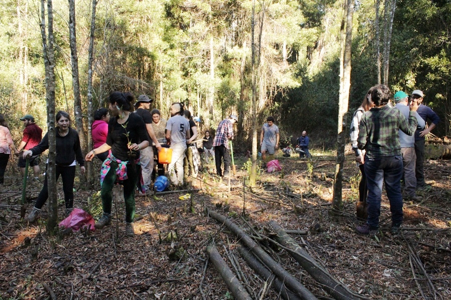 Mediante el sombreamiento con especies nativas estudiantes buscan erradicar vegetación invasora