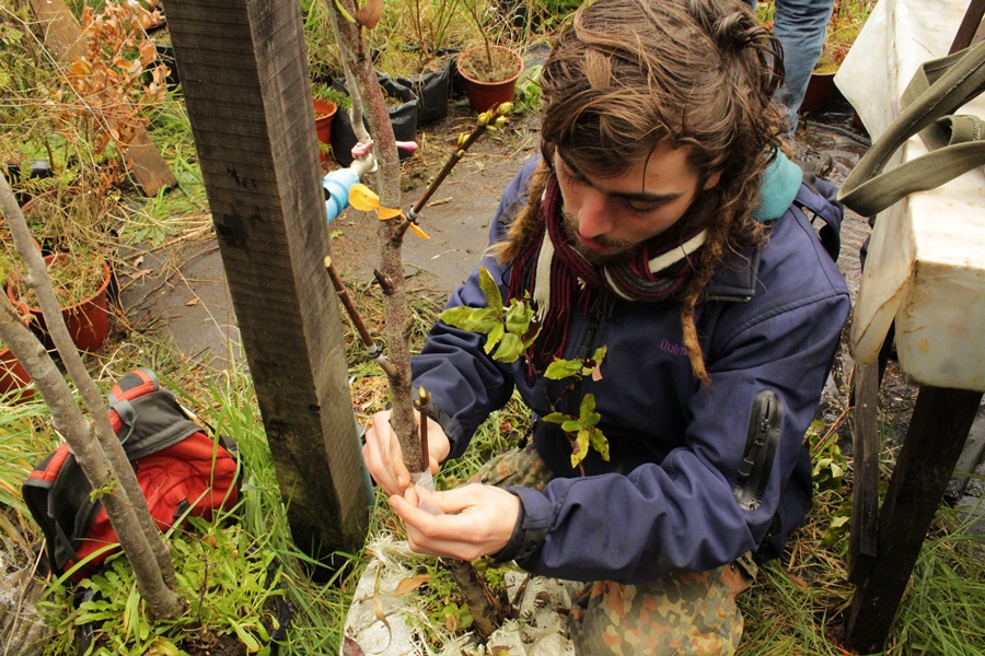 Aplican técnica de injertos para restauración de bosques degradados