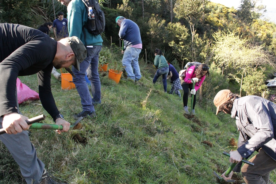 Buscan controlar invasión de espinillo mediante restablecimiento de bosque nativo en Corral
