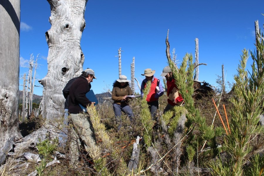 Investigadores y estudiantes analizan respuesta de bosques de araucarias luego de severos incendios