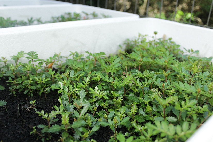 Proyecto impulsará crecimiento de tineo mediante micorrizas para acciones de restauración