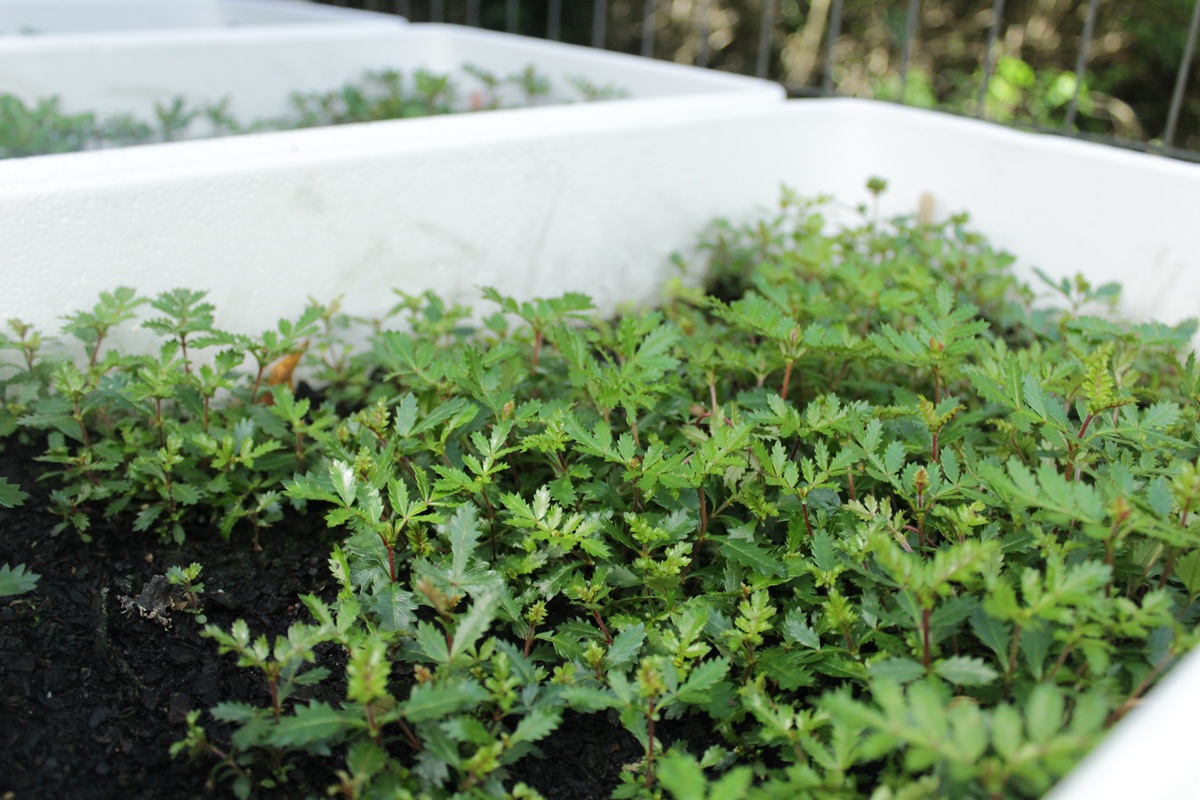 Proyecto impulsará crecimiento de tineo mediante micorrizas para acciones de restauración